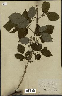 spécimen de Rubus mutabilis