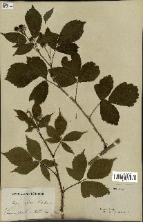 spécimen de Rubus mutabilis