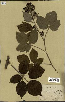 spécimen de Rubus mutabilis