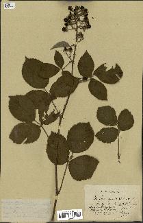 spécimen de Rubus mutabilis