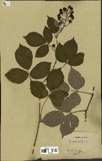 spécimen de Rubus mutabilis