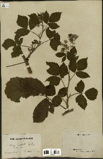 spécimen de Rubus mutabilis