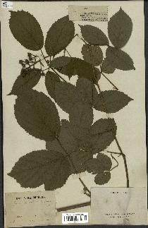 spécimen de Rubus mutabilis