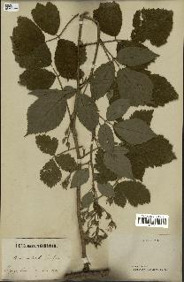 spécimen de Rubus mutabilis