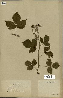 spécimen de Rubus multifidus