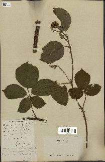 spécimen de Rubus mucronatus