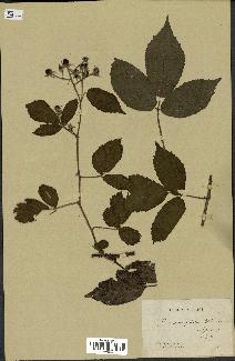 spécimen de Rubus mucronipetalus