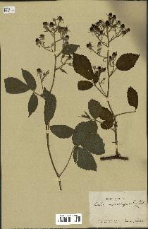 spécimen de Rubus mucronipetalus