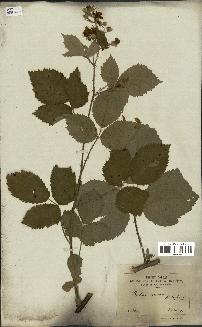 spécimen de Rubus micans