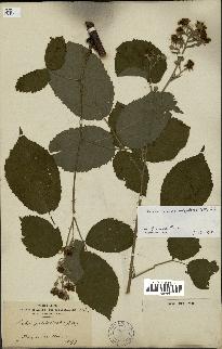 spécimen de Rubus macrophyllus