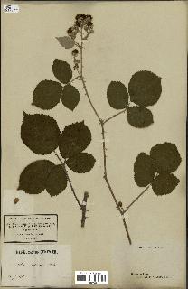 spécimen de Rubus vestitus