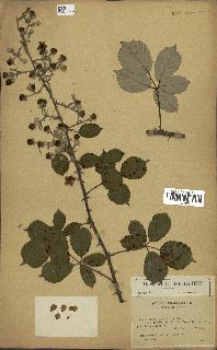 spécimen de Rubus ulmifolius