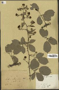 spécimen de Rubus ulmifolius