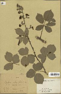 spécimen de Rubus ulmifolius