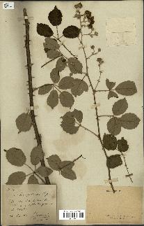 spécimen de Rubus ulmifolius