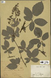 spécimen de Rubus ulmifolius