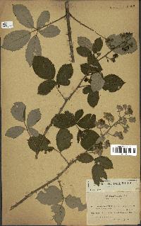 spécimen de Rubus ulmifolius