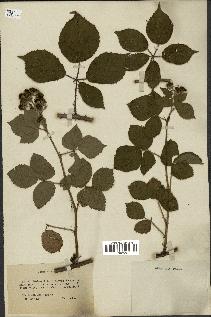 spécimen de Rubus trichocarpus