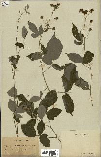 spécimen de Rubus ulmifolius