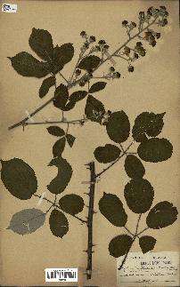 spécimen de Rubus ulmifolius