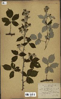 spécimen de Rubus ulmifolius