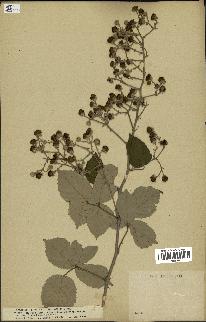 spécimen de Rubus ulmifolius