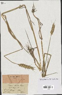 spécimen de Triticum sativum