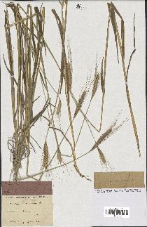 spécimen de Triticum monococcum