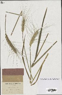 spécimen de Triticum aestivum