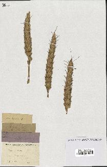 spécimen de Triticum hybernum