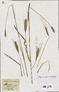 spécimen de Triticum monococcum