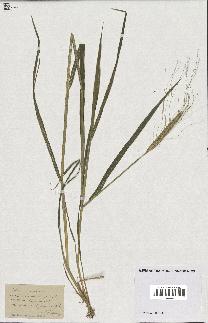 spécimen de Triticum monococcum