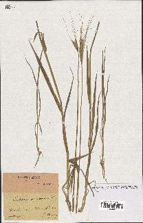 spécimen de Triticum monococcum