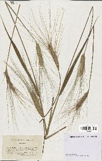 spécimen de Triticum durum