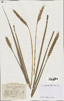 spécimen de Triticum sativum