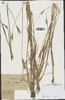 spécimen de Triticum monococcum