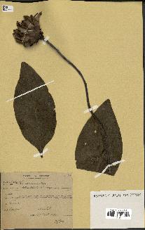 spécimen de Protea madiensis