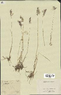 spécimen de Bromus tectorum