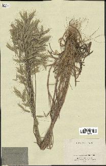 spécimen de Bromus squarrosus