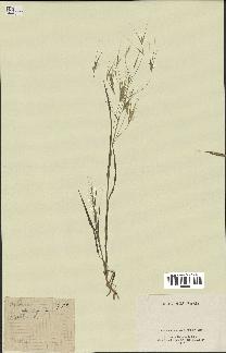 spécimen de Bromus sterilis