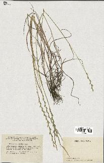 spécimen de Lolium rigidum