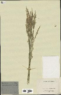 spécimen de Festuca arundinacea