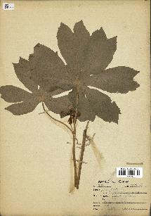 spécimen de Podophyllum peltatum