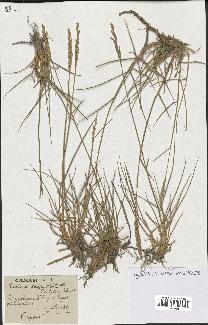 spécimen de Triticum repens