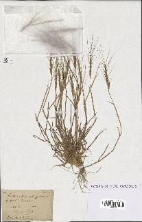 spécimen de Triticum triunciale