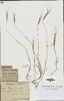 spécimen de Aegilops triuncialis