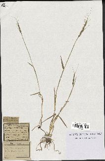 spécimen de Aegilops ventricosa