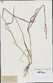 spécimen de Aegilops ventricosa