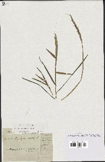 spécimen de Aegilops ventricosa