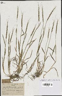 spécimen de Aegilops ventricosa
